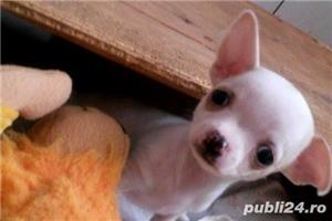 Pui de chihuahua - imagine 2