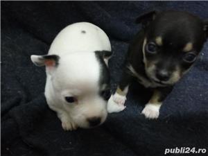 Pui de chihuahua - imagine 5