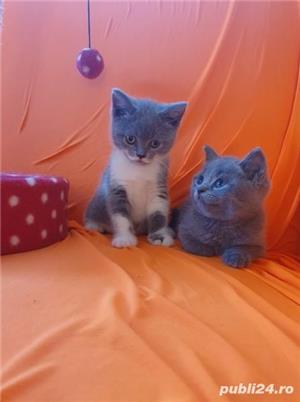 Pui de pisica british shorthair