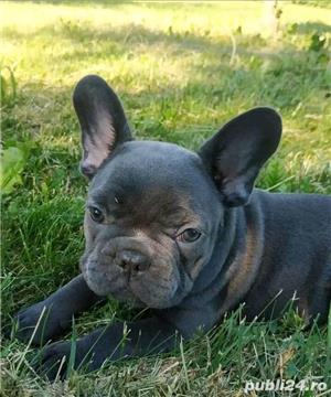 Vand pui de bulldog-buldog francez gri,blue,albastru - imagine 2
