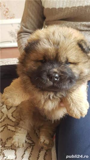 Pui chow chow  - imagine 6 Pui chow chow  - imagine 6