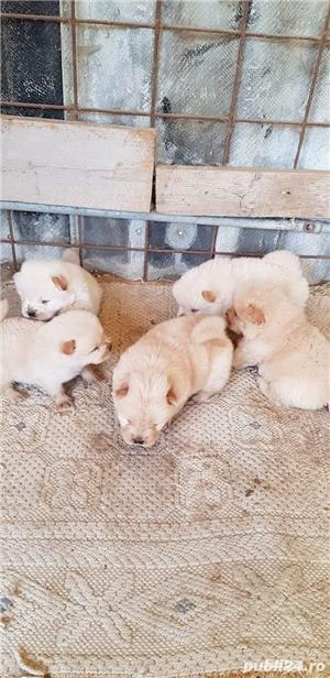 Pui chow chow  - imagine 3 Pui chow chow  - imagine 3