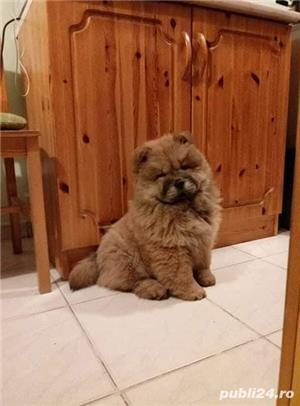 Pui chow chow  - imagine 2 Pui chow chow  - imagine 2