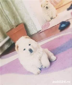 Pui chow chow 