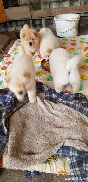 Pui chow chow  - imagine 4 Pui chow chow  - imagine 4