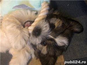 Pui de bichon havanez/havanese - imagine 6