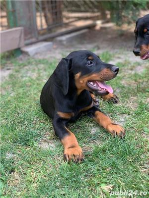 Vand doberman/dobermann!! - imagine 2 Vand doberman/dobermann!! - imagine 2