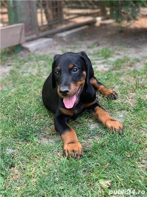 Vand doberman/dobermann!! - imagine 3 Vand doberman/dobermann!! - imagine 3