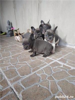 Pui bulldog buldog francez alb albastru alb gri alb blue si blue