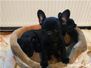 Pui de bulldog(buldog) francez femele&masculi!! - imagine 2 Pui de bulldog(buldog) francez femele&masculi!! - imagine 2