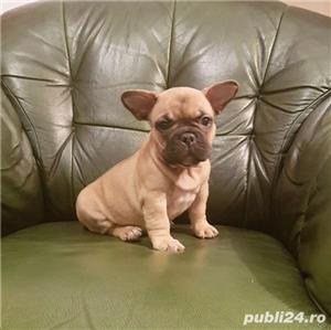 Pui de bulldog(buldog) francez femele&masculi!! - imagine 4 Pui de bulldog(buldog) francez femele&masculi!! - imagine 4
