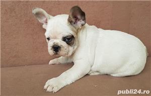 Pui de bulldog(buldog) francez femele&masculi!! - imagine 3 Pui de bulldog(buldog) francez femele&masculi!! - imagine 3