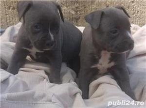 Pui de amstaff/amstaf - imagine 4