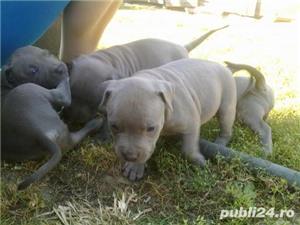 Pui de amstaff/amstaf - imagine 3