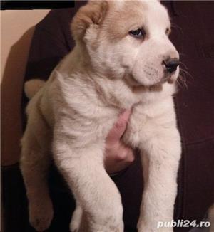 Vand asia centrala alabai - imagine 7