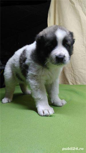 Vand asia centrala alabai - imagine 10