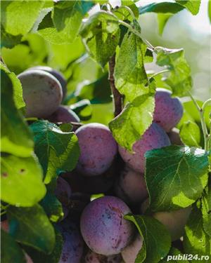 Palinca de bistrita - imagine 4