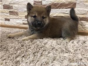 Pui shiba inu femele si masculi  - imagine 4 Pui shiba inu femele si masculi  - imagine 4