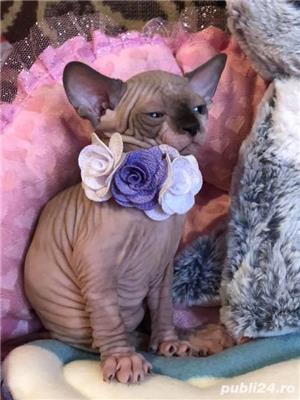 Vand pui sphinx/sfinx/sphynx!! - imagine 1