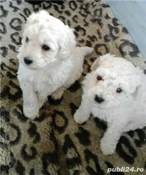 Pui caniche pudel canis - imagine 2