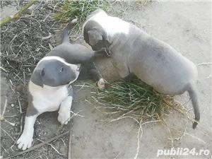 Pui de amstaff/amstaff blue (albastru,gri) - imagine 2