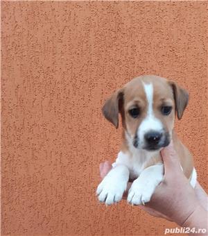 Vând jack russell russel  - imagine 3 Vând jack russell russel  - imagine 3