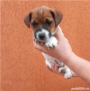 Vând jack russell russel  - imagine 6 Vând jack russell russel  - imagine 6