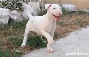 Vand pui bullterrier bull terrier  - imagine 2 Vand pui bullterrier bull terrier  - imagine 2