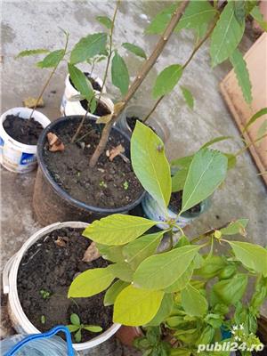 Avocado pomișori plante in ghivece - imagine 2