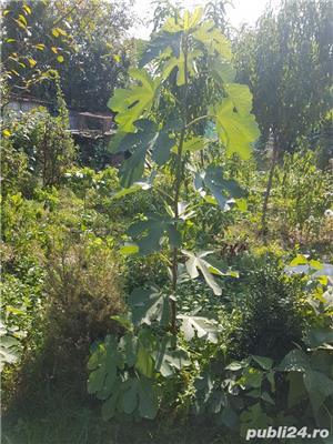 Smochin pomișor in ghiveci gata de plantat