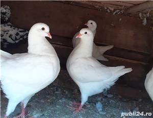 Porumbei king de vânzare sau schimb cu capre  - imagine 3