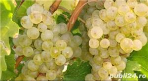 vita de vie de masa si de vin