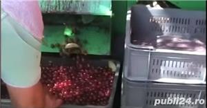 Utilaj recoltat prune, cirese,visine, alune,nuci, migdale,caise - imagine 9