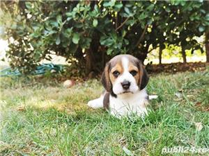 Beagle femele si masculi!! - imagine 3