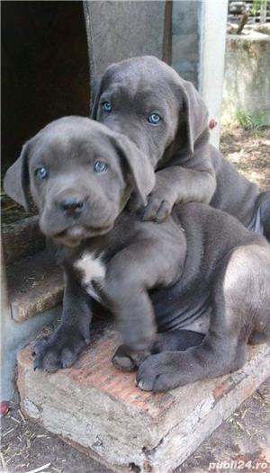 Vand cane corso blue gri albastru