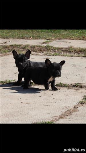 Pui de bulldog buldog francez - imagine 5
