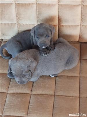 Pui de cane corso