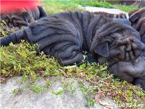 Vand pui de shar-pei - imagine 5 Vand pui de shar-pei - imagine 5