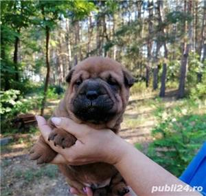 Vand pui de shar-pei - imagine 2 Vand pui de shar-pei - imagine 2