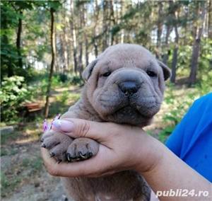 Vand pui de shar-pei - imagine 4 Vand pui de shar-pei - imagine 4