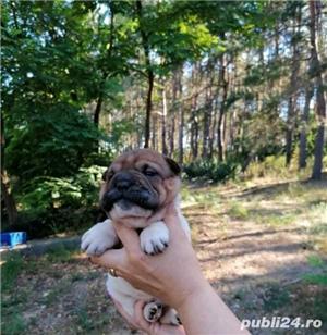 Vand pui de shar-pei - imagine 3 Vand pui de shar-pei - imagine 3