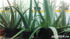 Vand plante aloe vera - imagine 3