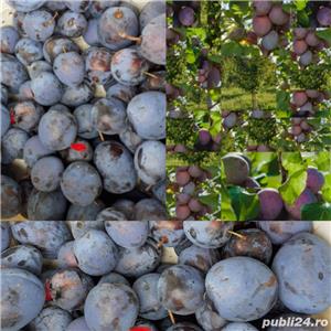 Palinca debistrita - imagine 5