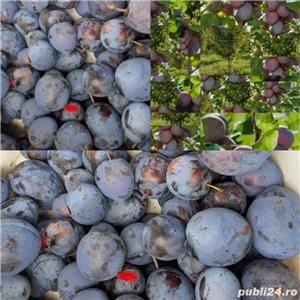 Palinca debistrita - imagine 3