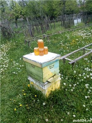 Vând Cătină  - imagine 2