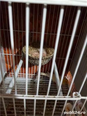 Canari de cantec - imagine 7