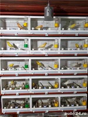 Canari de cantec - imagine 5