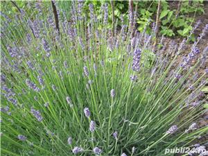 Tufe de lavanda - imagine 2