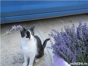Tufe de lavanda