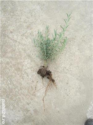 Tufe de lavanda - imagine 3